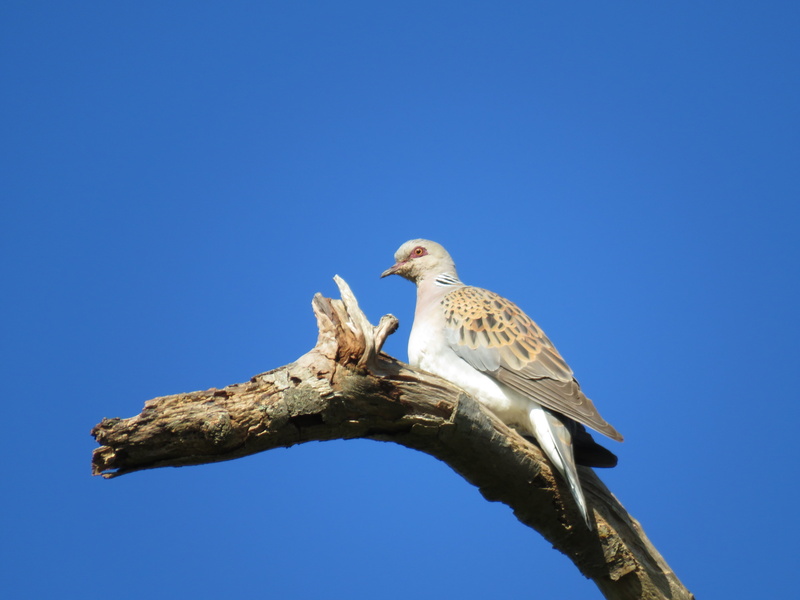 hartlip, queendown warren nature reserve, copy space, one animal, clear sky, turtle dove, tree, blue, animals in the wild, bird of prey, branch, wild bird