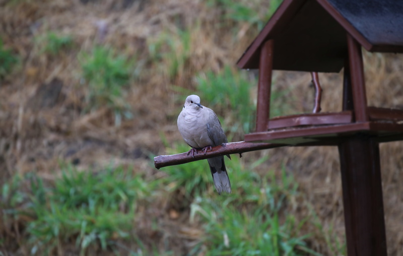 perching, animals in the wild, nature, tree, land, animal world, dove, one animal, animal, owl, animal themes, turtle dove, plumage, outdoors, bird, parrot
