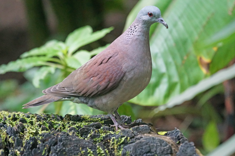 animals, full length, rock, nature, one animal, animal themes, animal, turtle dove, bird, day, solid, rock - object, vertebrate, perching, 5K, close-up