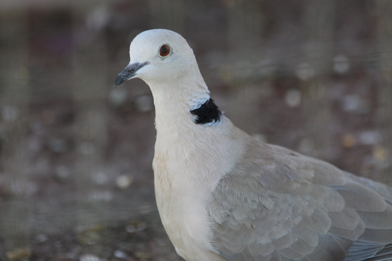 animals, animal, close-up, nature, 5K, grey, mourning dove, dove, seagull, outdoors, animal body part, bird, one animal, gray background, dove - bird