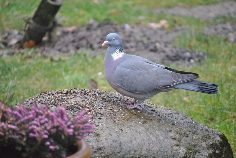 mourning dove, no people, dove - bird, nature, selective focus, flugtier, Ringdove, day, garden, wild animal, outdoors, one animal, focus on foreground