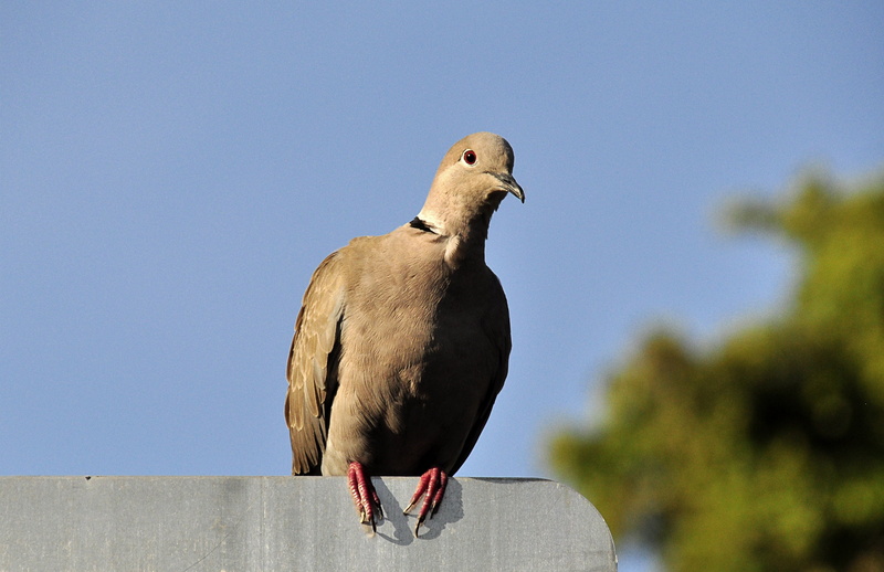 day, perching, clear sky, animal wildlife, feather, bird, plumage, dove, vertebrate, sunny, outdoors, birds, no people, animal themes, grey, florida, animal world