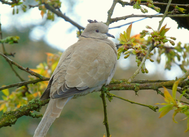 feather, outdoors, Collared, animals in the wild, animal, tree, perching, dove, one animal, no people, garden, close-up, pigeon bird, low angle view, branch