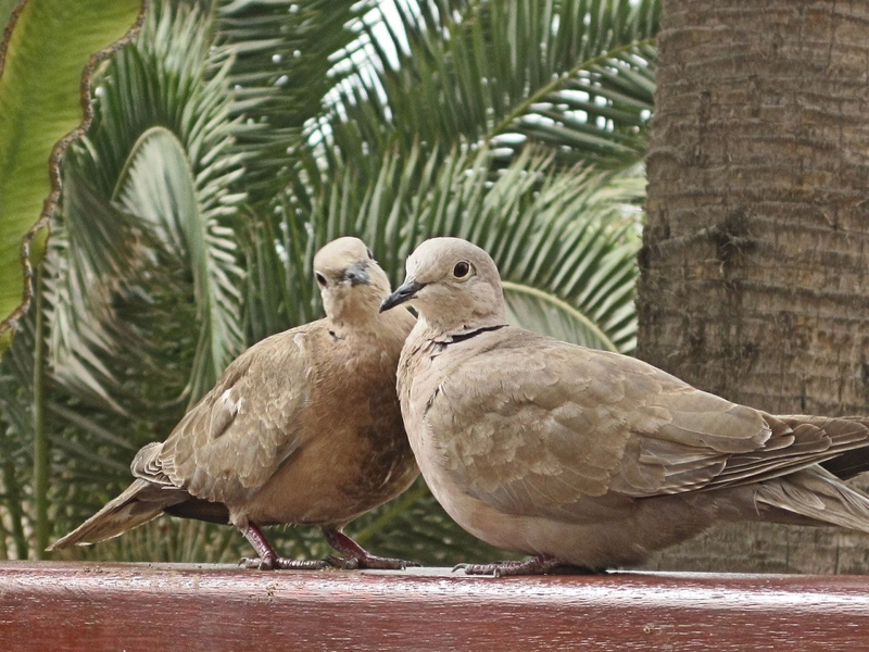 two animals, turtle dove, no people, animal themes, perching, bird, animal, dove - bird, pigeons, palm leaf, outdoors, nature, pigeon pair, 1080P, group of animals