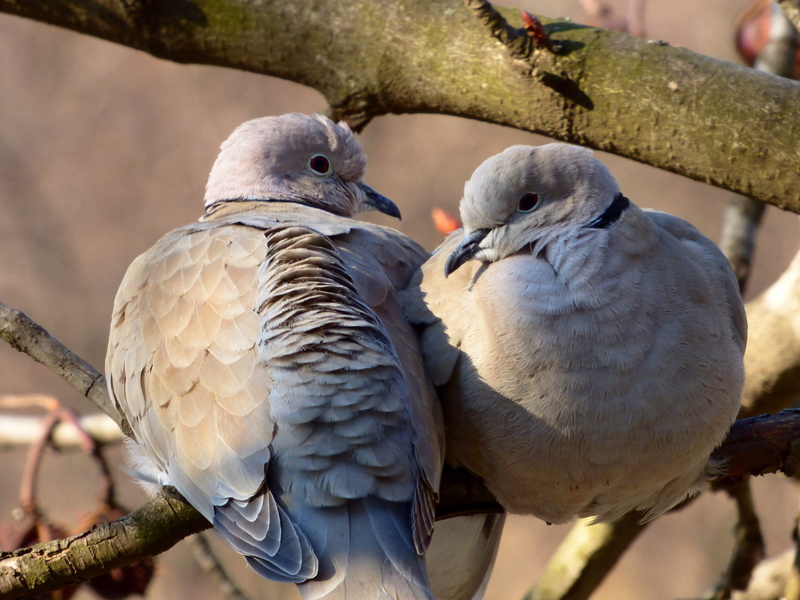 animal wildlife, two animals, dove, close-up, perching, turtle dove, 4K, bird, mourning dove, day, nature, focus on foreground, animal family, outdoors