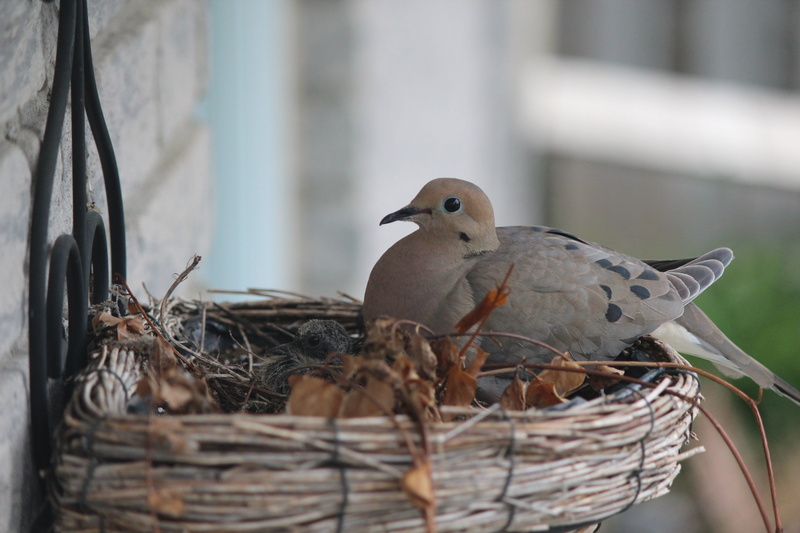 animal family, Nest, one animal, 5K, gray, nest, two animals, perching, Turtle Dove, close-up, young animal, bird nest, focus on foreground, no people