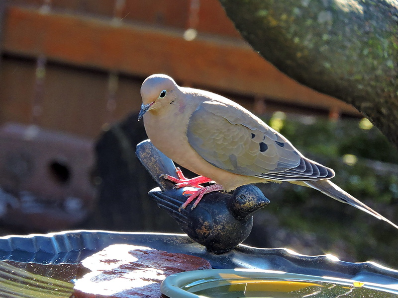 outdoors, bird, close-up, black, animals in the wild, no people, columbidae, american mourning dove, nature, concrete, day, figurine, turtledove, animal