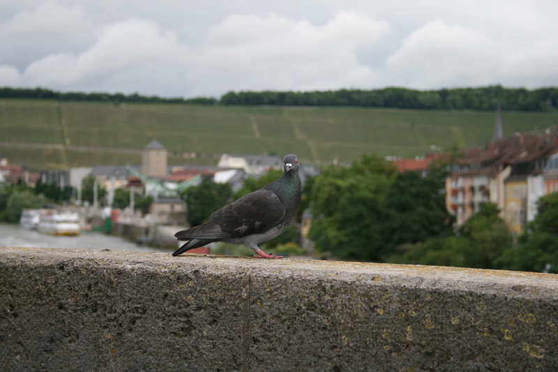 built structure, animal world, nature, fly, pigeon birds, sky, one animal, cloud - sky, animal themes, day, dove, focus on foreground, animal wildlife