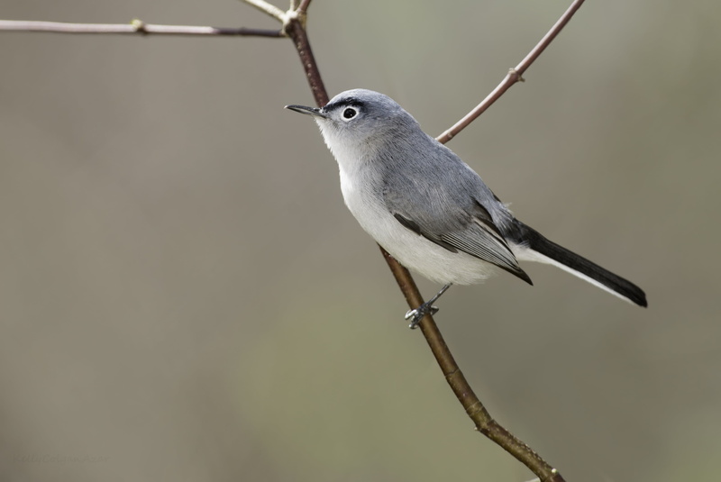 4K, animal, bird, shot, feather, gray, tree branch, wildlife, Blue Gray Gnatcatcher, Breeding, branch, Pennsylvania, photo, nature, white bird, white