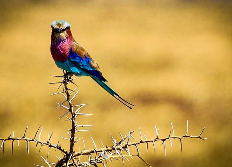 animal wildlife, red, one animal, animals In The Wild, full length, branch, wildlife, perching, animal, plant, birds, brown  bird, feather, africa, roller