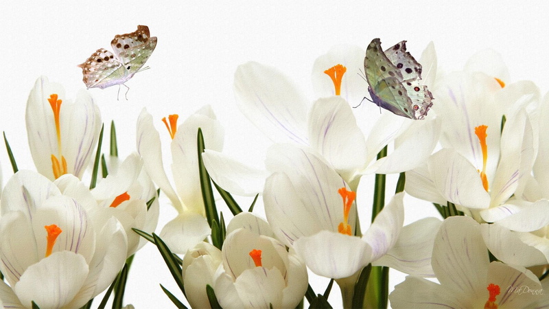 butterflies, crocus, flowers, light, 1080P, spring, firefox persona, pretty, white, 3d and abstract, easter