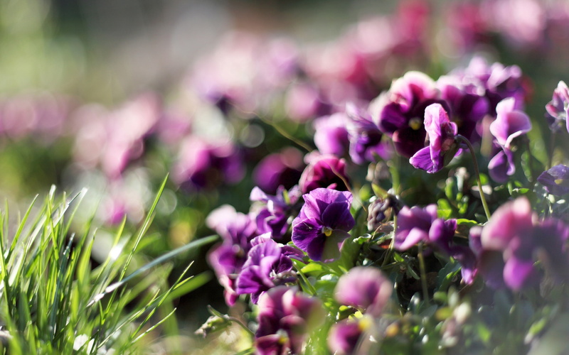 Blur, Spring, 2K, Rays, Glare, Purple, Flowers, Light, Pansies