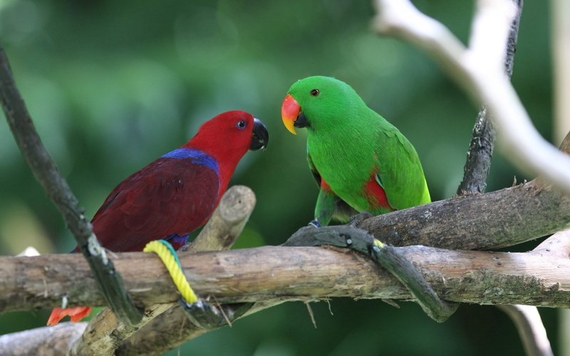 no people, beak, multi Colored, branch, tree, pair, wildlife, parrots, birds, two animals, pets, beauty In Nature, animals In The Wild, vibrant Color, group of animals