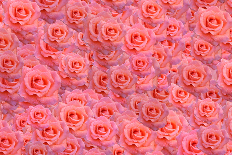 softness, full frame, ornament, pattern, pink, freshness, vulnerability, lot, bright, large group of objects, rose, flower arrangement, backgrounds, flowering plant