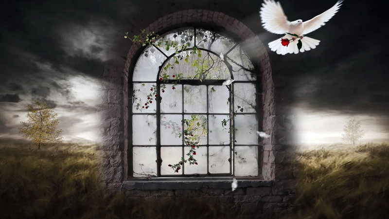 nature, nature and landscapes, windows, portal, peace, doves, 1080P