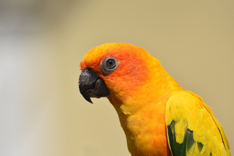 animals in the wild, wildlife, tropical, exotic, vertebrate, nature, studio shot, one animal, day, orange color, no people, bird, yellow, animal body part