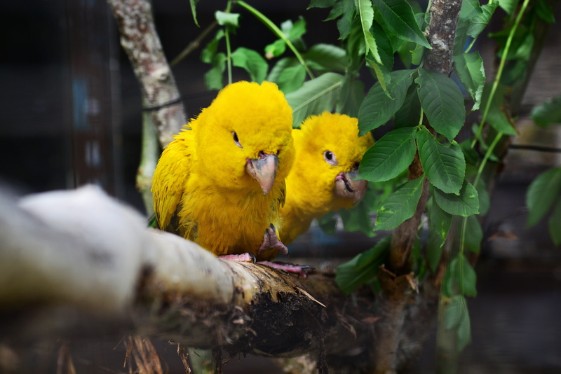 no people, birds, selective focus, close-up, bird, outdoors, plant part, parakeet, perching, Golden Conure, feathers, day, yellow, vertebrate, exotic, pair