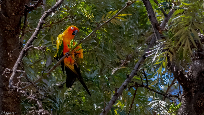 photography, Nikon, sun conure, garden, 4K, birds, nature, photographer