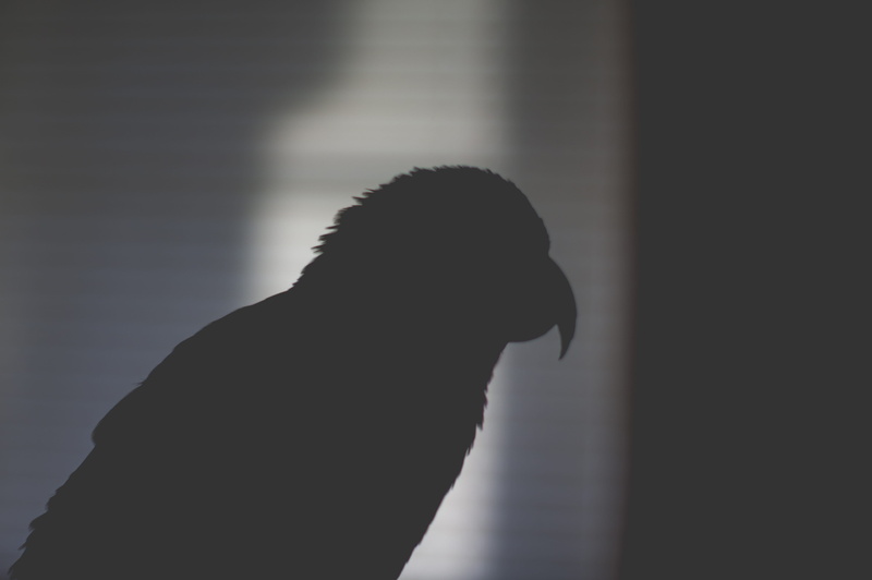 one person, dog, lifestyles, light, canine, black, profile view, silhouette, vertebrate, nanday, pet, one animal, side view, bird, dark, feather, pets