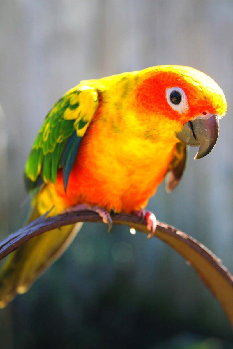 yellow, close-up, colors, parakeet, 2K, bird, animal, macaw, orange color, conure, pets, parrot, one animal, feather, shallow, exotic, pet, focus, rainbow lorikeet