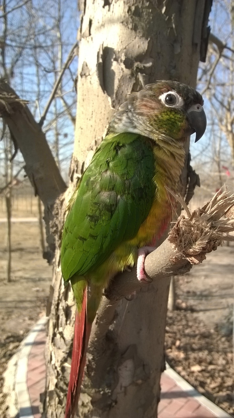 tree, nature, animal wildlife, animal themes, tree trunk, sunlight, no people, focus on foreground, animal, parrot, perching, close-up, one animal, vertebrate