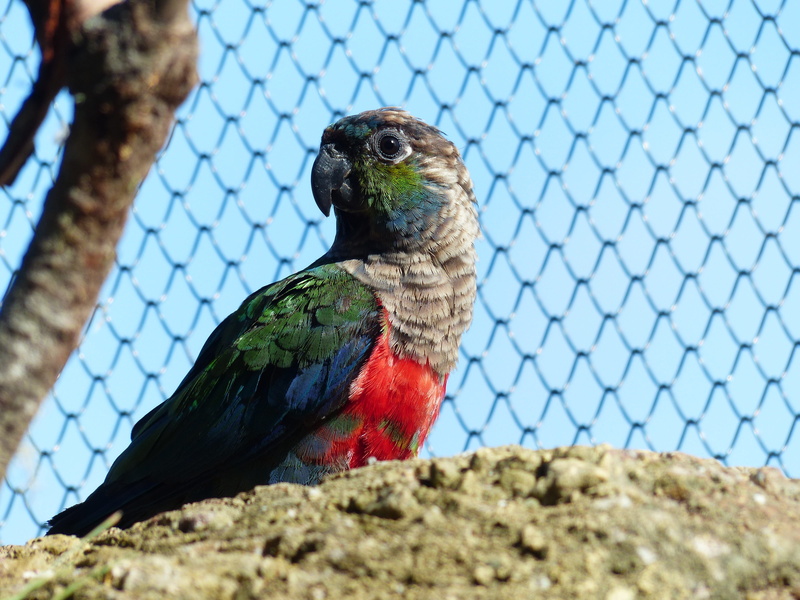 rotbauchsittich, vertebrate, colorful, nature, perching, bill, pyrrhura perlata, psittacidae, outdoors, selective focus, no people, one animal, bird, species