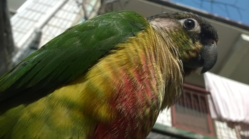 yellow, no people, 2K, animal, green color, green, one animal, animals in captivity, bird, side view, nature, vertebrate, parrot, conure, plant, outdoors