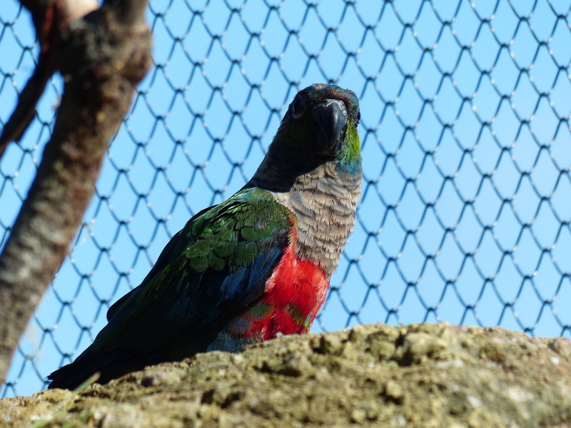 bird, bill, pattern, animal wildlife, animal, rotbauchsittich, perching, low angle view, parakeet, nature, conure, multi Colored, 4K, no people, animal themes