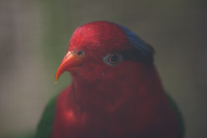animal, outdoors, domestic, beak, pets, animal head, animals in the wild, zoo, detail, one animal, animal wildlife, bird, animal themes, close up
