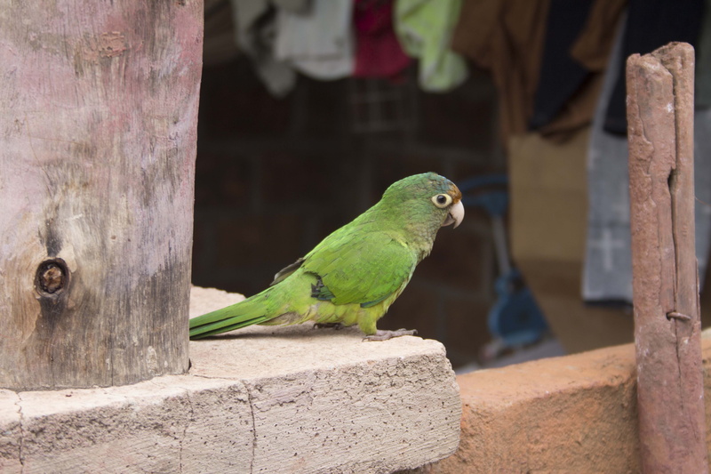 parrot, focus on foreground, animals in the wild, close-up, green color, full length, perching, animal themes, bird, 5K, nature, animals in captivity
