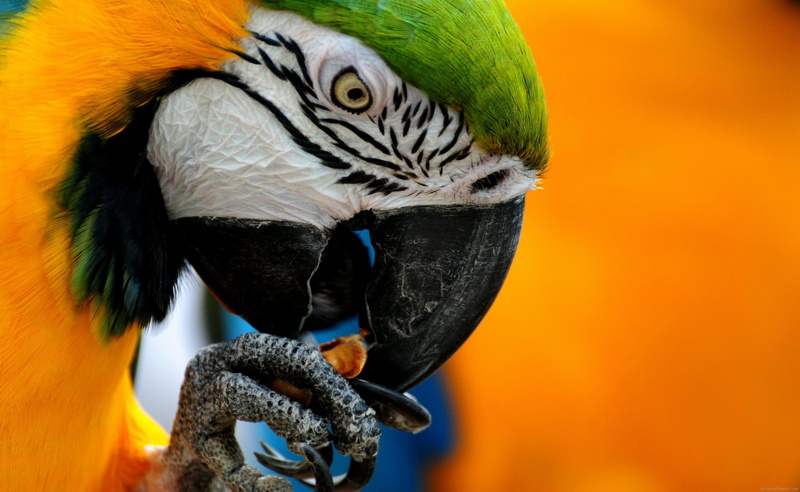 leg, green, parrot, 2K, white, scratching, color, yellow, animal, black