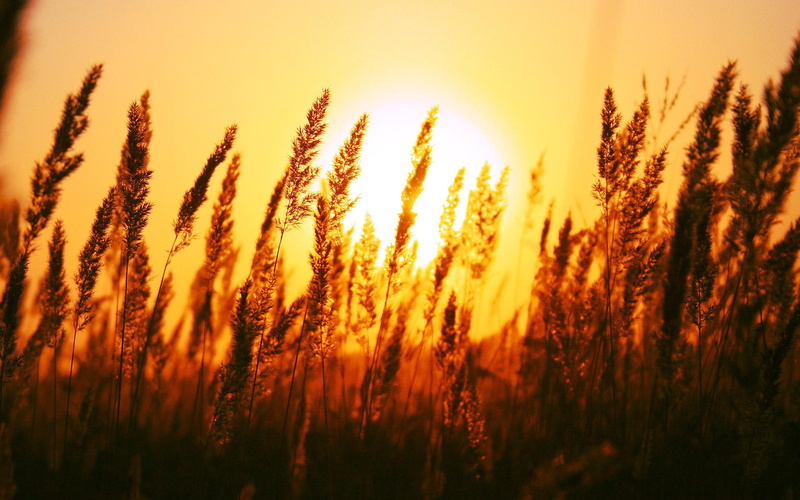 sun, nature and landscape, beautiful, 1080P, rise