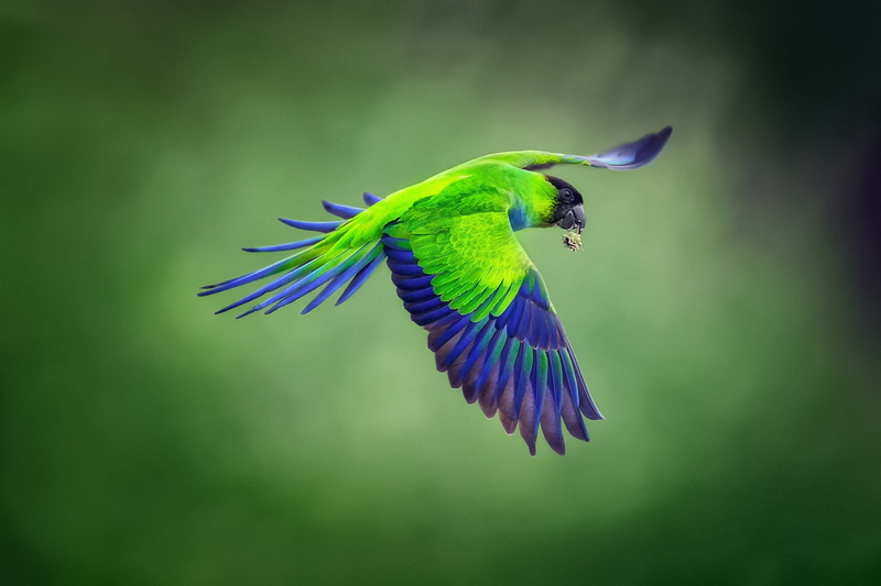 blackheads conure, Blackhead parrot, Nandayus nenday, background, 1080P, flight, Nanday parakeet, bird