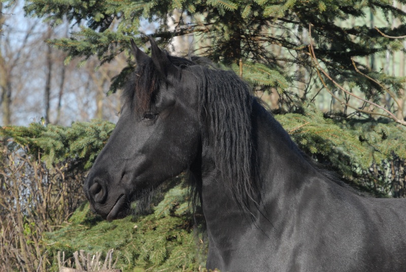 domestic, animal wildlife, herbivorous, mane, horse eye, stallion, animal head, plant, friese, vertebrate, domestic animals, pets, mare, one animal, animal themes