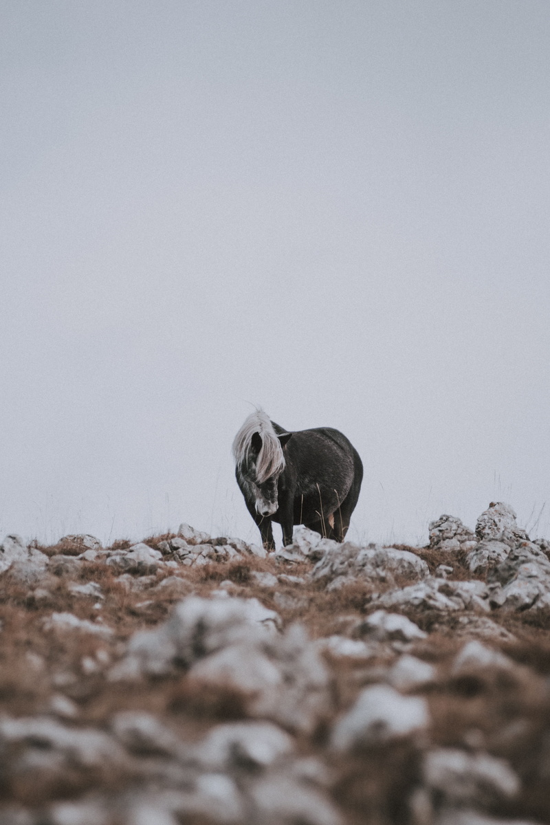 black, landscape, shallow, focus on background, domestic animals, clear sky, domestic, winter, canine, day, animals in the wild, daylight, livestock, snow