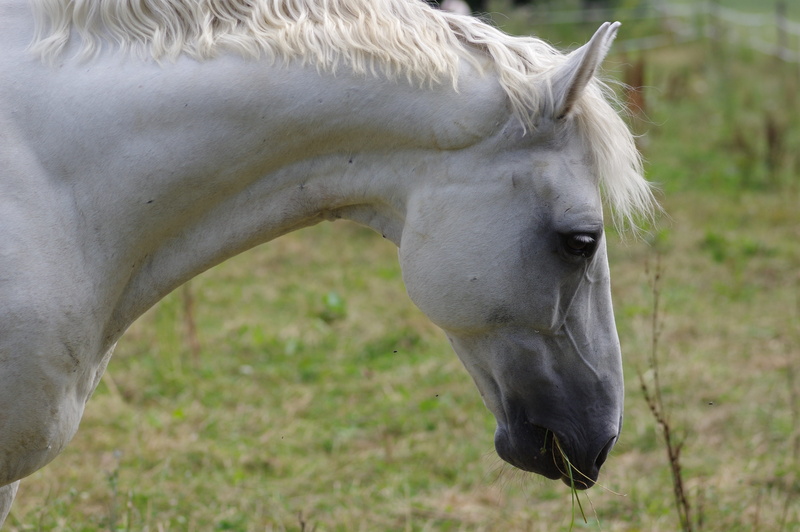 livestock, focus on foreground, coupling, mammal, white, eating, pasture, pets, animal head, paddock, field, eat, pferdeportrait, horse, animal world, day