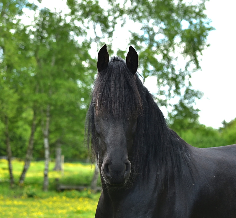 nostrils, pets, outdoors, animal, 1080P, black, mammal, domestic, herbivorous, animal head, eyes, animal themes, no people, horse, field, rap, camera