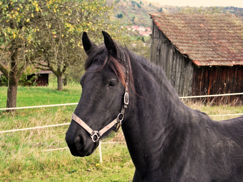 day, friendly, nature, mammal, brown, farm, plant, land, building exterior, equus, livestock, field, agriculture, pet, one animal, animal wildlife, outdoors