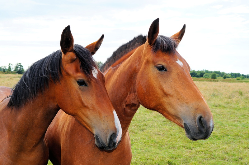 livestock, beauty In Nature, horse, thoroughbred Horse, farm, field, foal, domestic animals, nature, outdoors, stallion, grass, domestic, no people, two