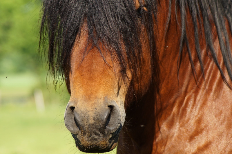 animal, animal wildlife, animal nose, eye, animal world, domestic animals, livestock, hair, 4K, portrait, attention, coupling, fly caps, vertebrate, black
