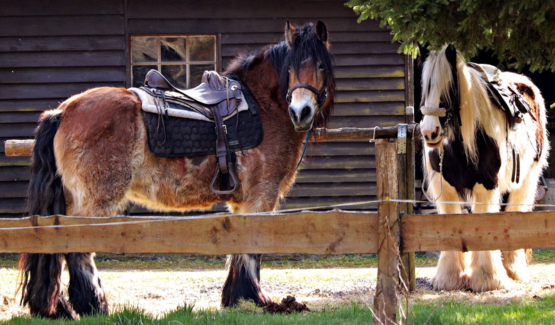 4K, rural scene, domestic, rest, animal themes, horse, saddle horse, mane, horses, pets, stable, vertebrate, no people, herbivorous, outdoors, mammal