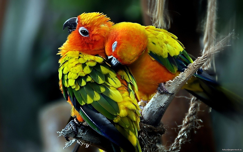 day, nature, parrots, focus on foreground, two animals, sun, 2K, couple, perching, love, multi colored, group of animals, branch, animals in the wild