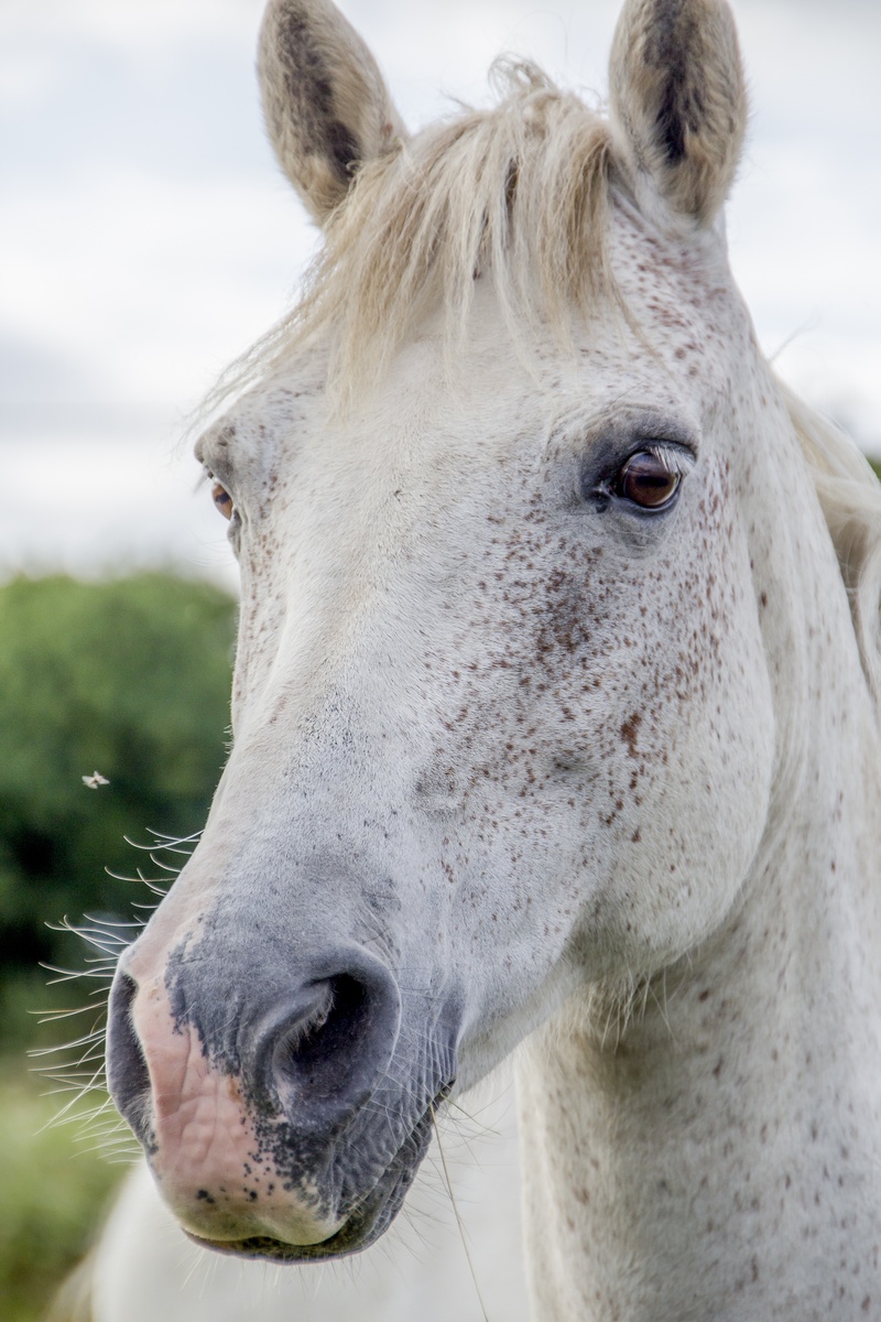 5K, summer, focus on foreground, horse, mare, harmony, ranch, grass, white horse, irish, farm, selective, rocks, domestic animals, scenic, vertebrate