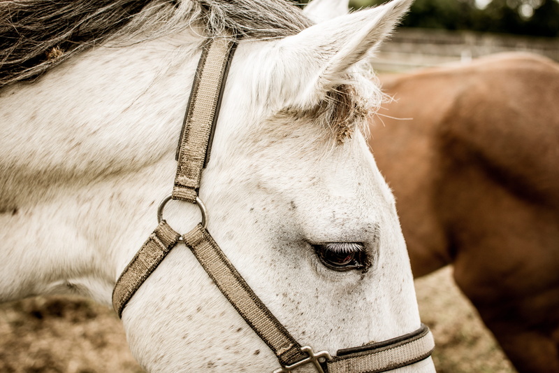pets, close-up, in the, livestock, animal eye, day, animal head, thoroughbred, animal themes, stallion, animal wildlife, 5K, close up, mammal, arabic