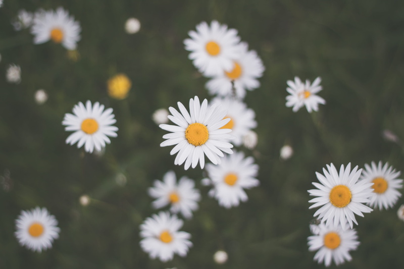 les, macro, focus on foreground, flowering plant, bokeh, wildflower, white color, springtime, day, 4K, pollen, photo, closeup, field, fragility, white