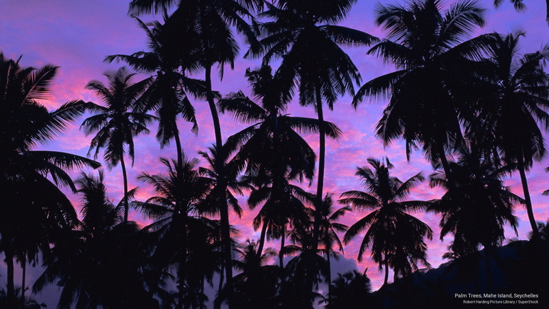 2K, island, Islands, trees, palm, seychelles, mahe