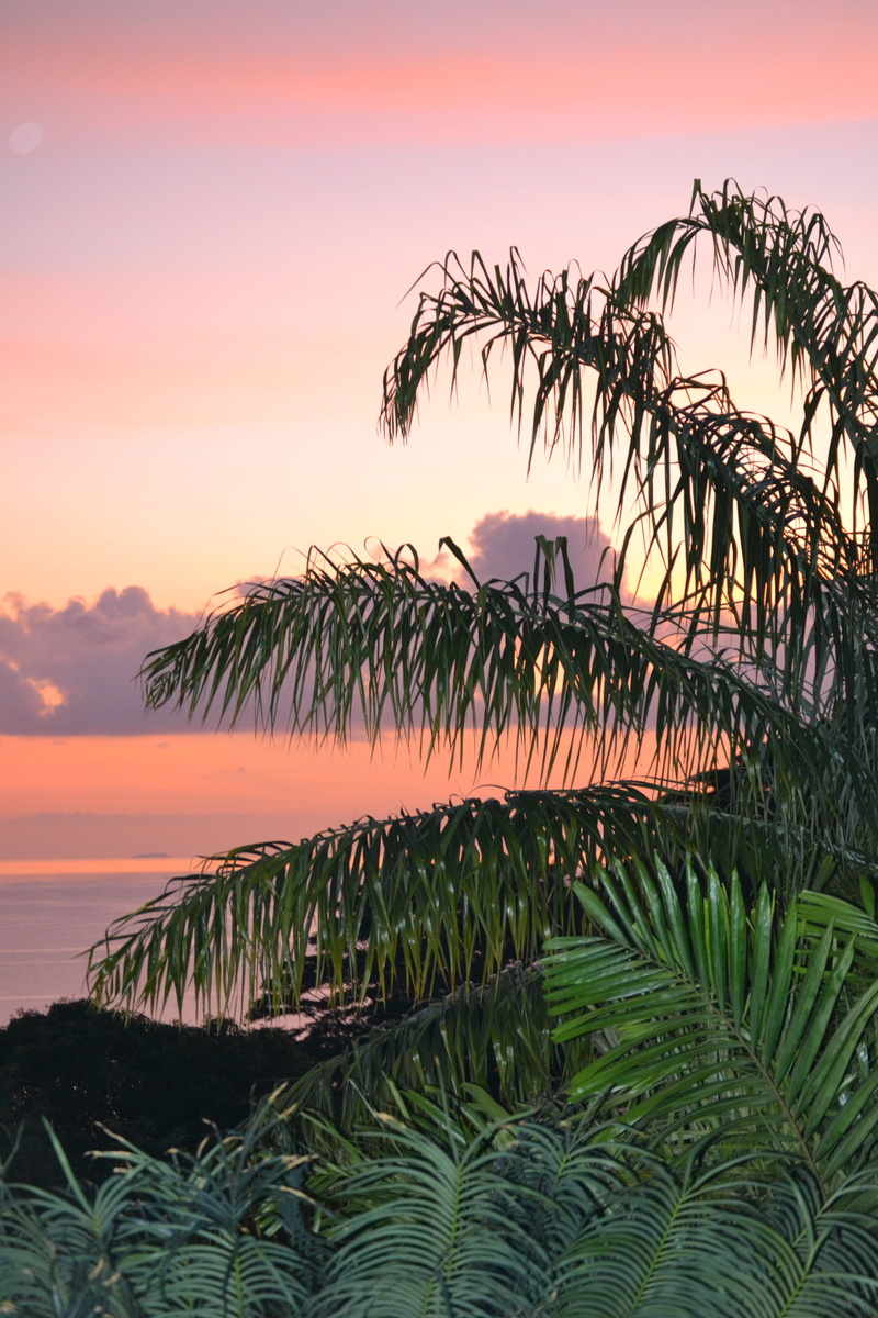 dusk, water, palm leaf, coconut, growth, Mahe, ocean, indian, scenics, bay, plant, anse, 4K, scenics - nature, tropical, peaceful, coast, tranquil scene