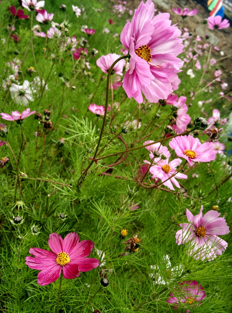 high angle view, pink color, close-up, beauty in nature, no people, inflorescence, plant, flower, outdoors, gesanghua, fragility, Wild Flowers, flower head