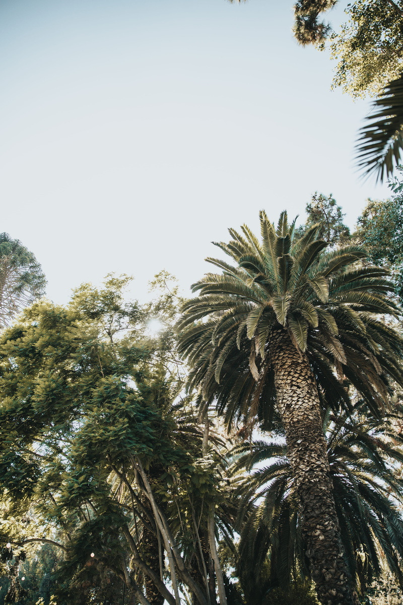 tropical, low angle view, blue, tropical tree, summer, shallow, light, photography, sky, flare, palm tree, tranquility, palm leaf, sunlight, 5K, fir, coconut palm tree