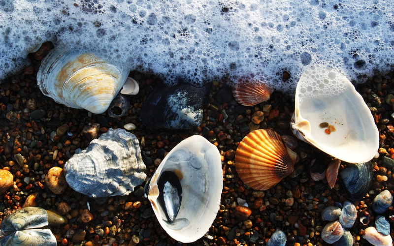shell, photography, beach, water, 2K, ocean, seashells, foam, seamwater, beauty, 3d and abstract